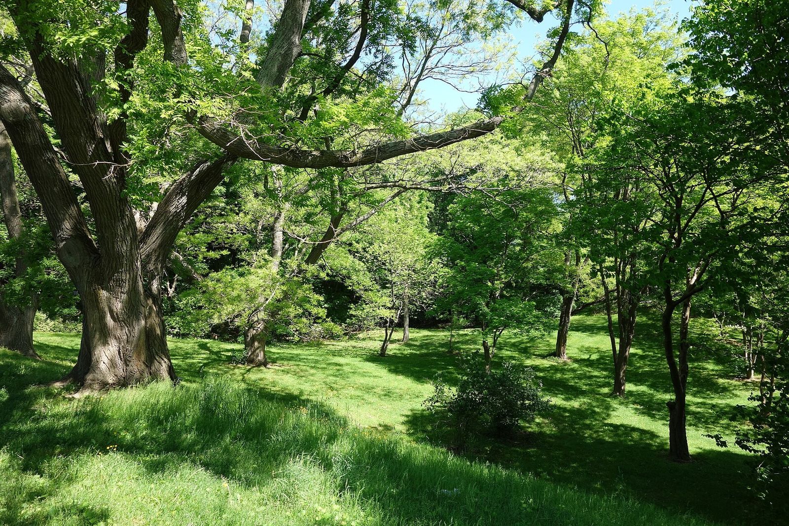 Sunlit trees and a grassy lawn in the arboretum