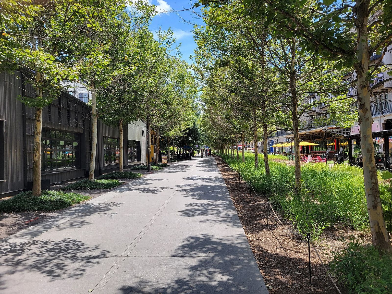 A paved tree-lined trail with green plants along its edge