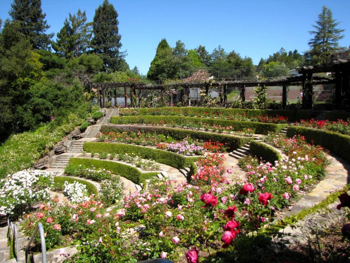 Terraced rose beds curving in an amphitheater below a wooden pergola.