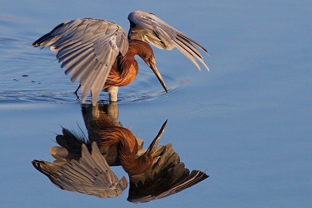 A heron with spread wings reflected in blue water.