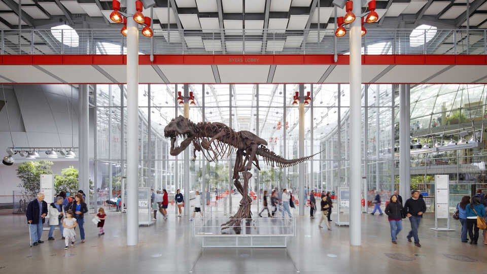 A tall open hall with a dinosaur skeleton on the floor and visitors walking below.