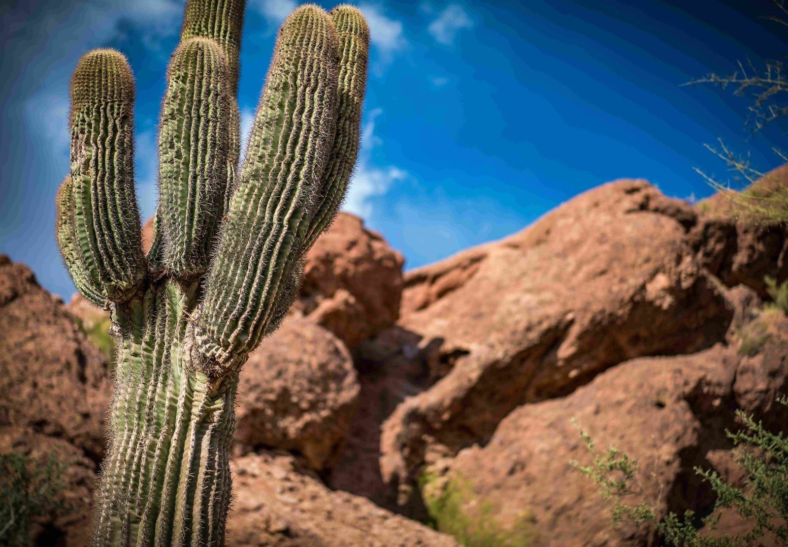 Tall saguaro cactus beside red rock outcrops under a blue sky