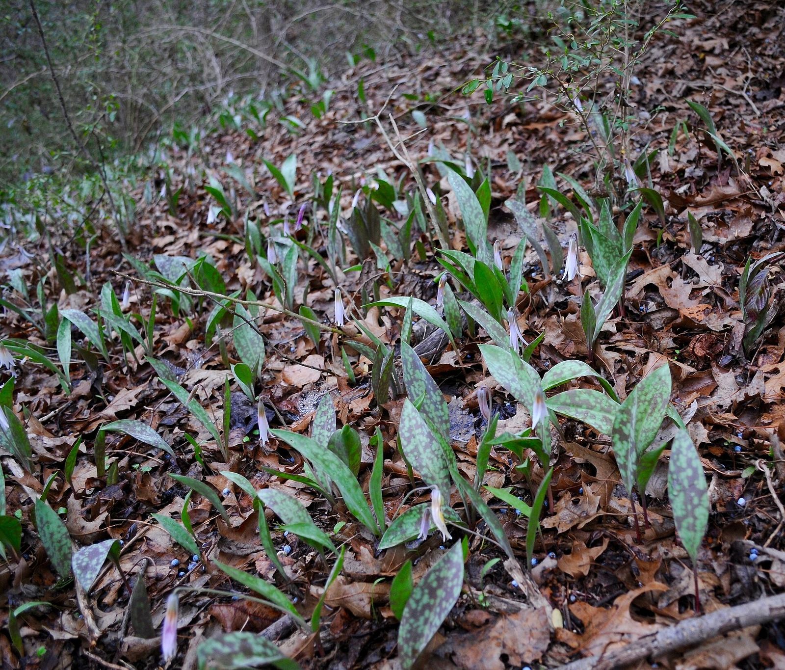 Forest floor covered in dead leaves with patches of trout-lily plants