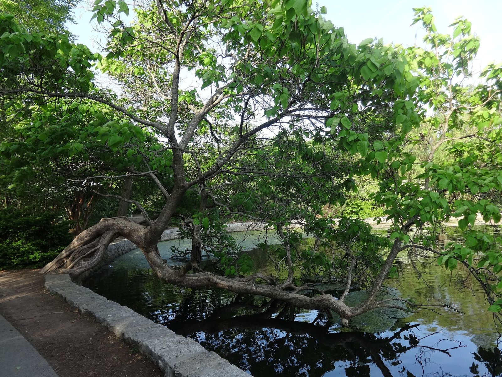 Leaning tree beside a lake with a stone edge