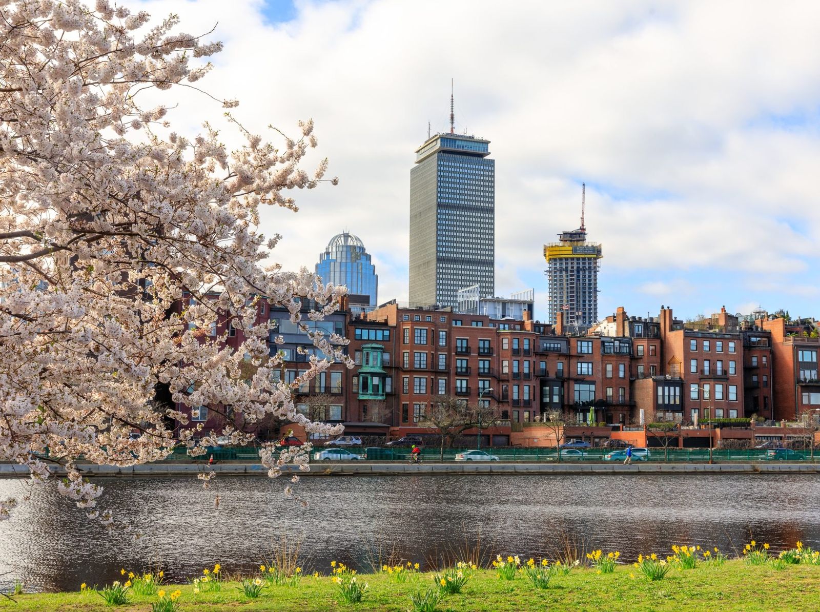 Cherry blossoms along the Charles River with a city skyline and tall tower behind