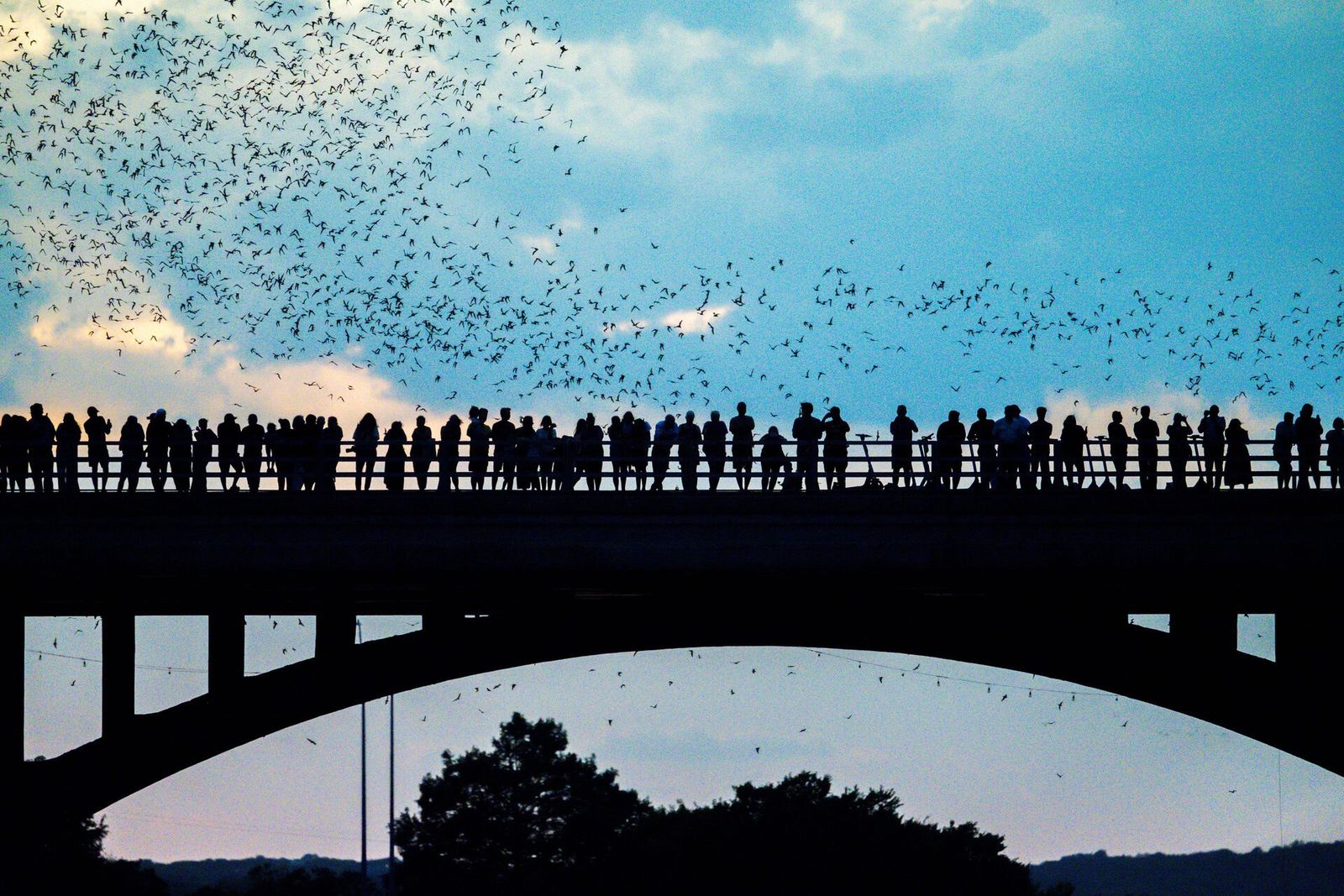 A silhouetted crowd lined up on a bridge at dusk as bats stream across a blue sky.