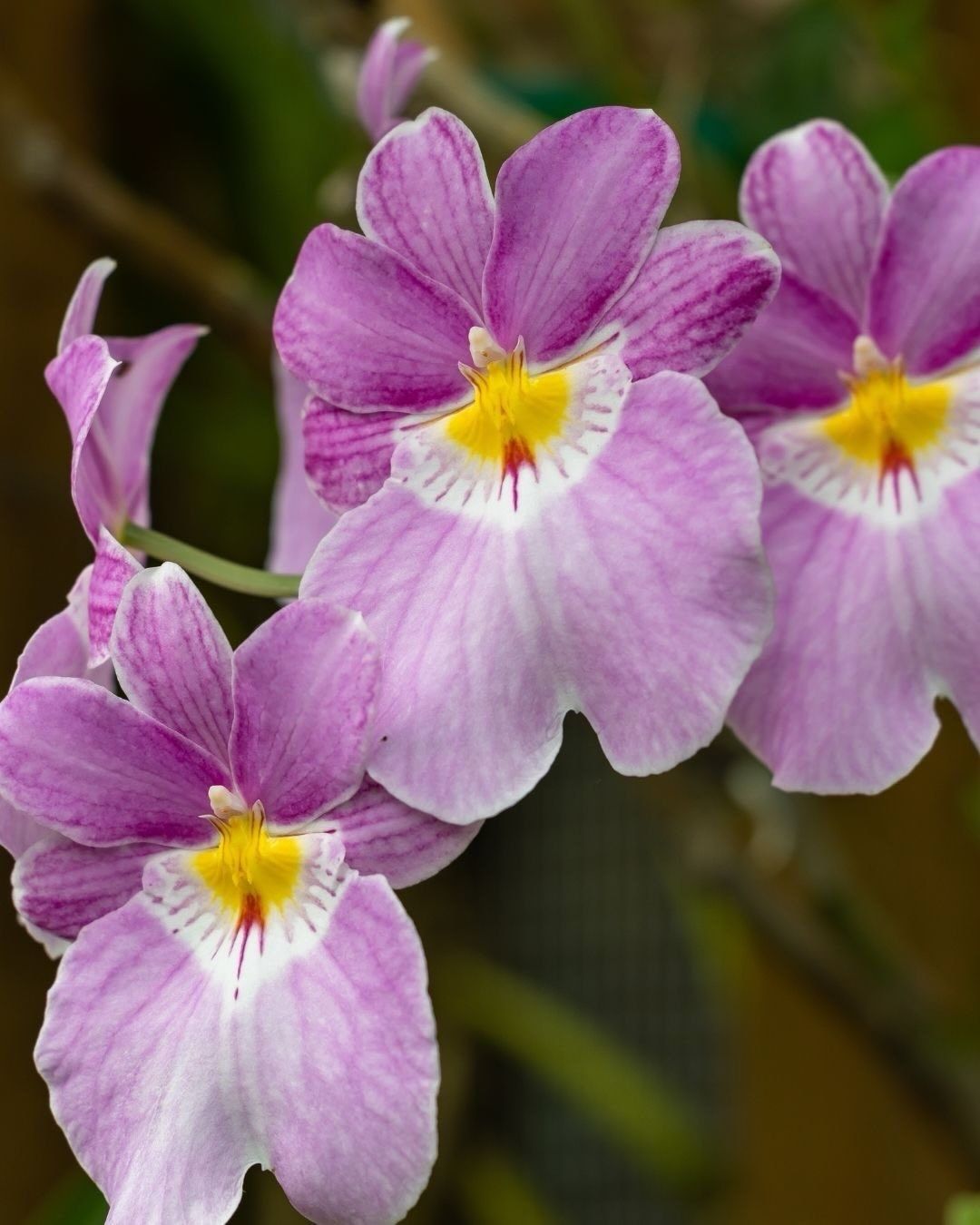 A cluster of pink and white orchids with yellow centers against a dark background.