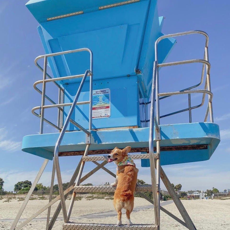 A blue lifeguard tower on the sand with a small dog on its steps under a blue sky.