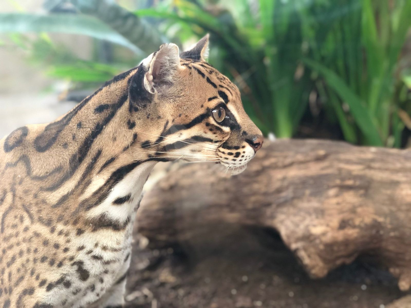 An ocelot standing on a log among green leaves.
