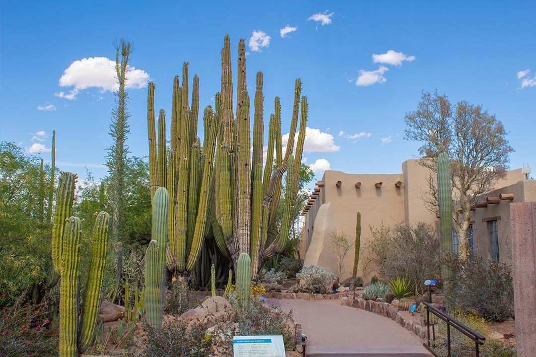 Tall cacti beside a garden path and an adobe-style building under a blue sky