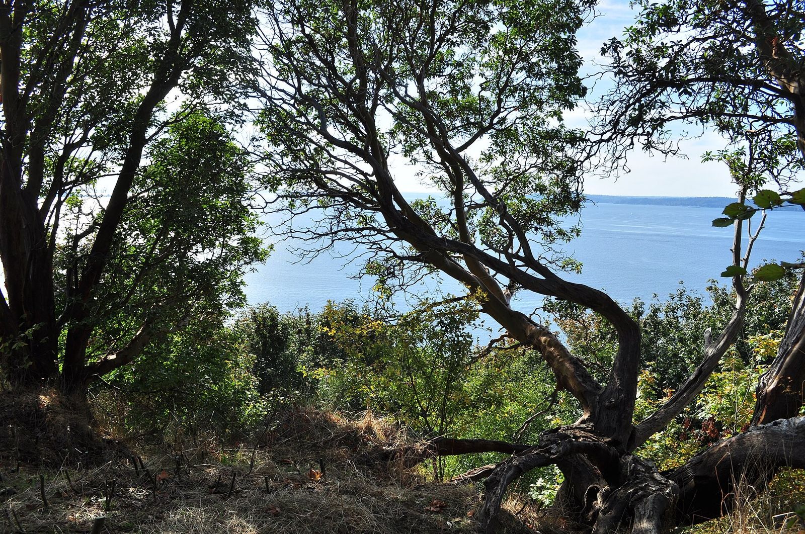 A gnarled tree and dense greenery framing a view of water through the branches.
