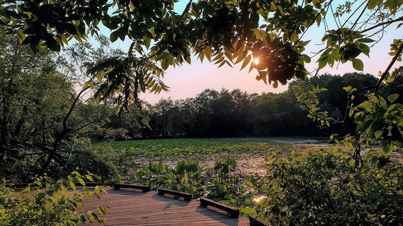 Wooden boardwalk overlook beside a pond of lily pads at sunset, framed by tree branches