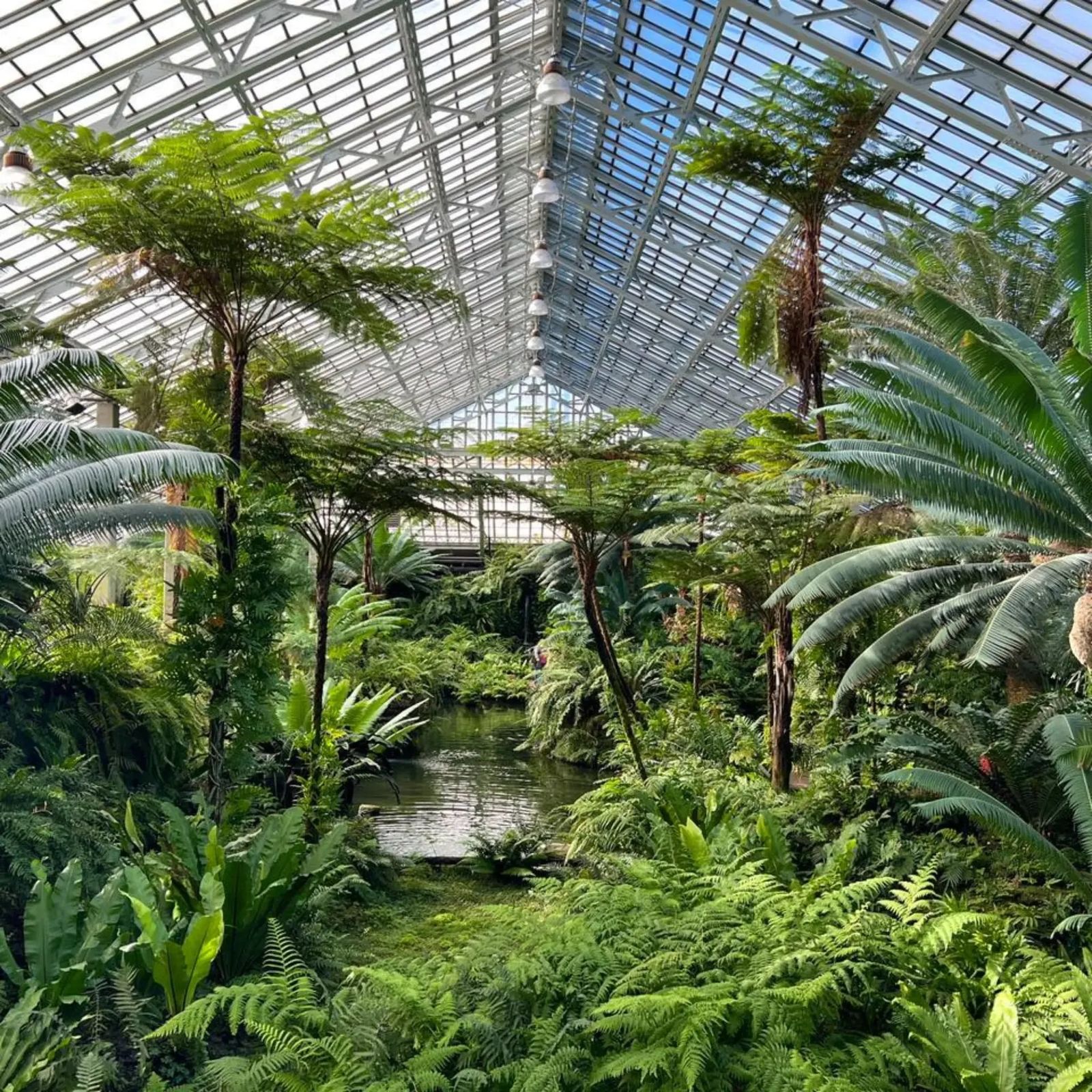 A lush indoor jungle of tree ferns and palms under a glass roof beside a small stream.