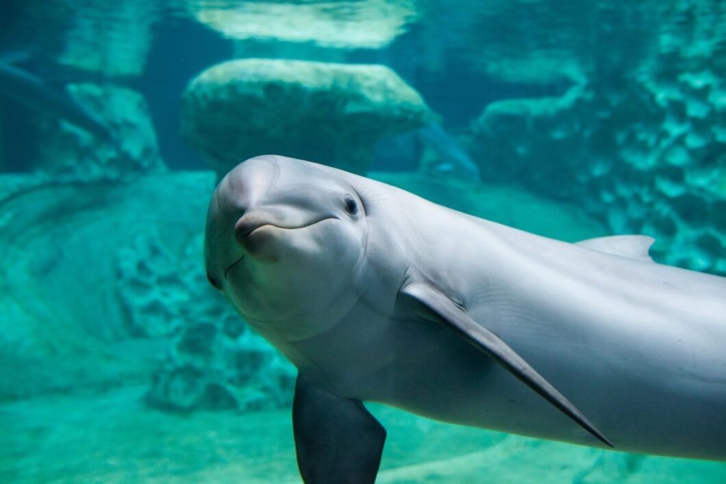 A bottlenose dolphin swimming close to the glass in an aquarium habitat