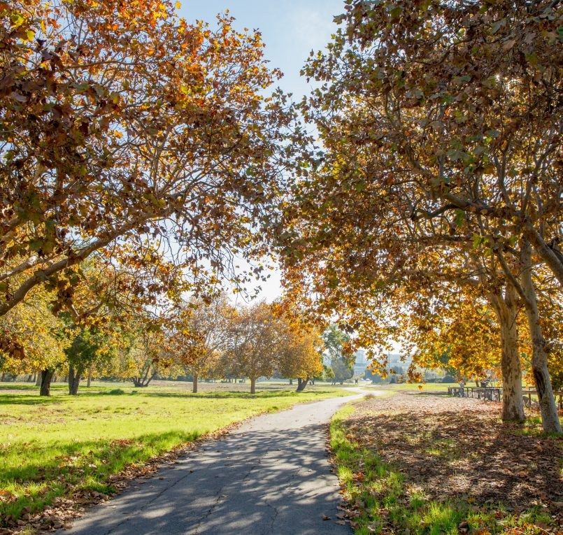 Paved trail winding through trees with golden autumn leaves