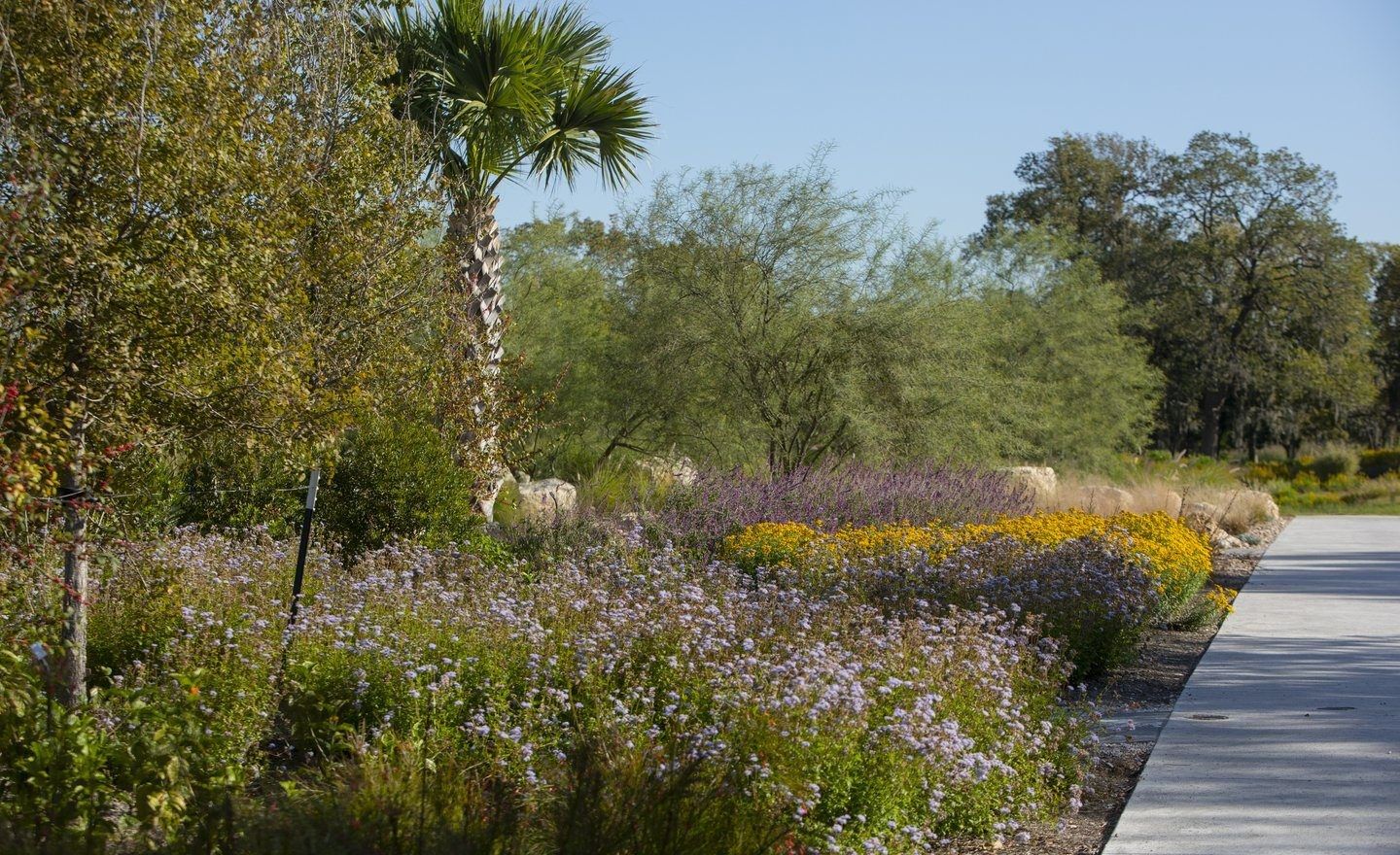 Garden path beside beds of purple and yellow wildflowers and palm trees