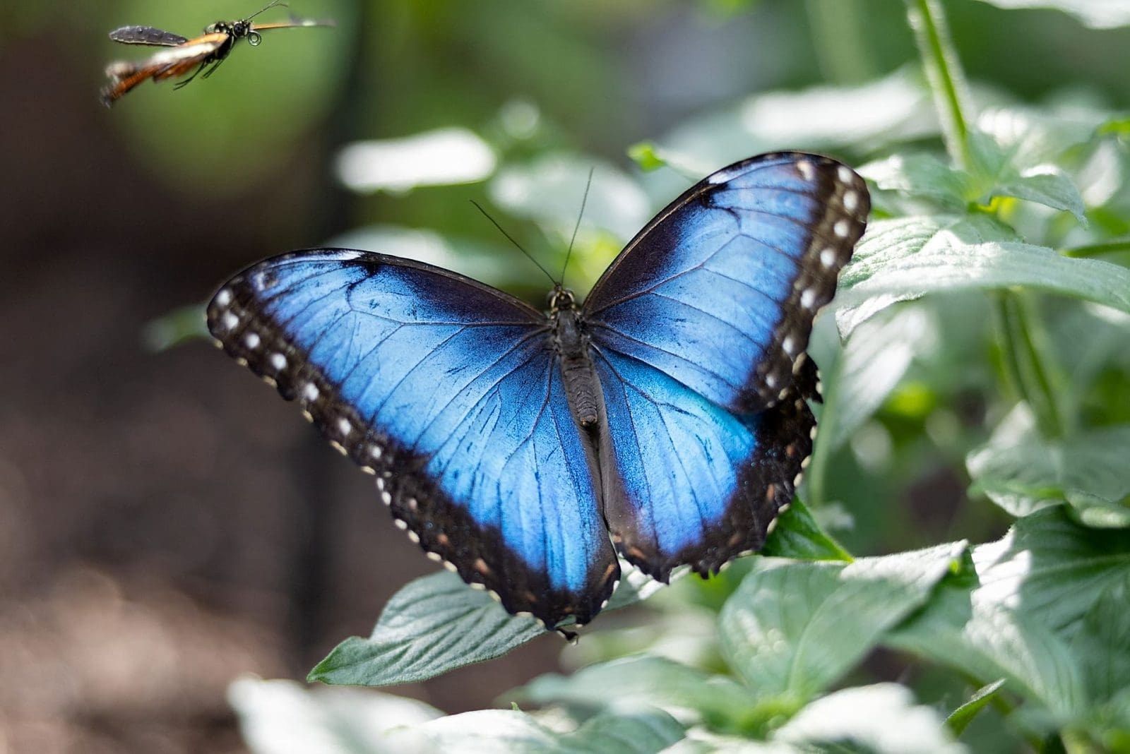 A blue morpho butterfly resting on a leaf