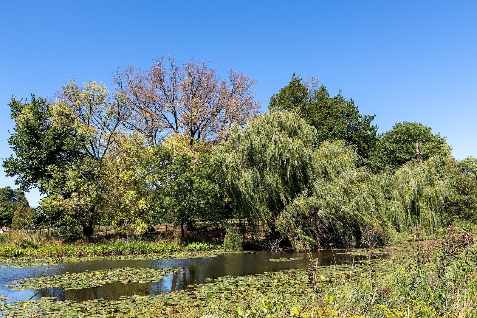 Weeping willows and trees beside a calm pond under a blue sky.
