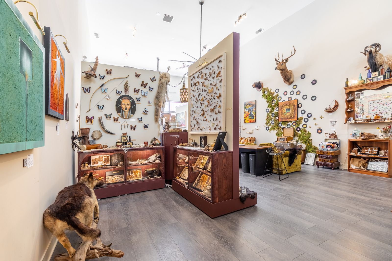 A bright shop room with wooden cabinets of mounted insects and taxidermy displays along white walls.