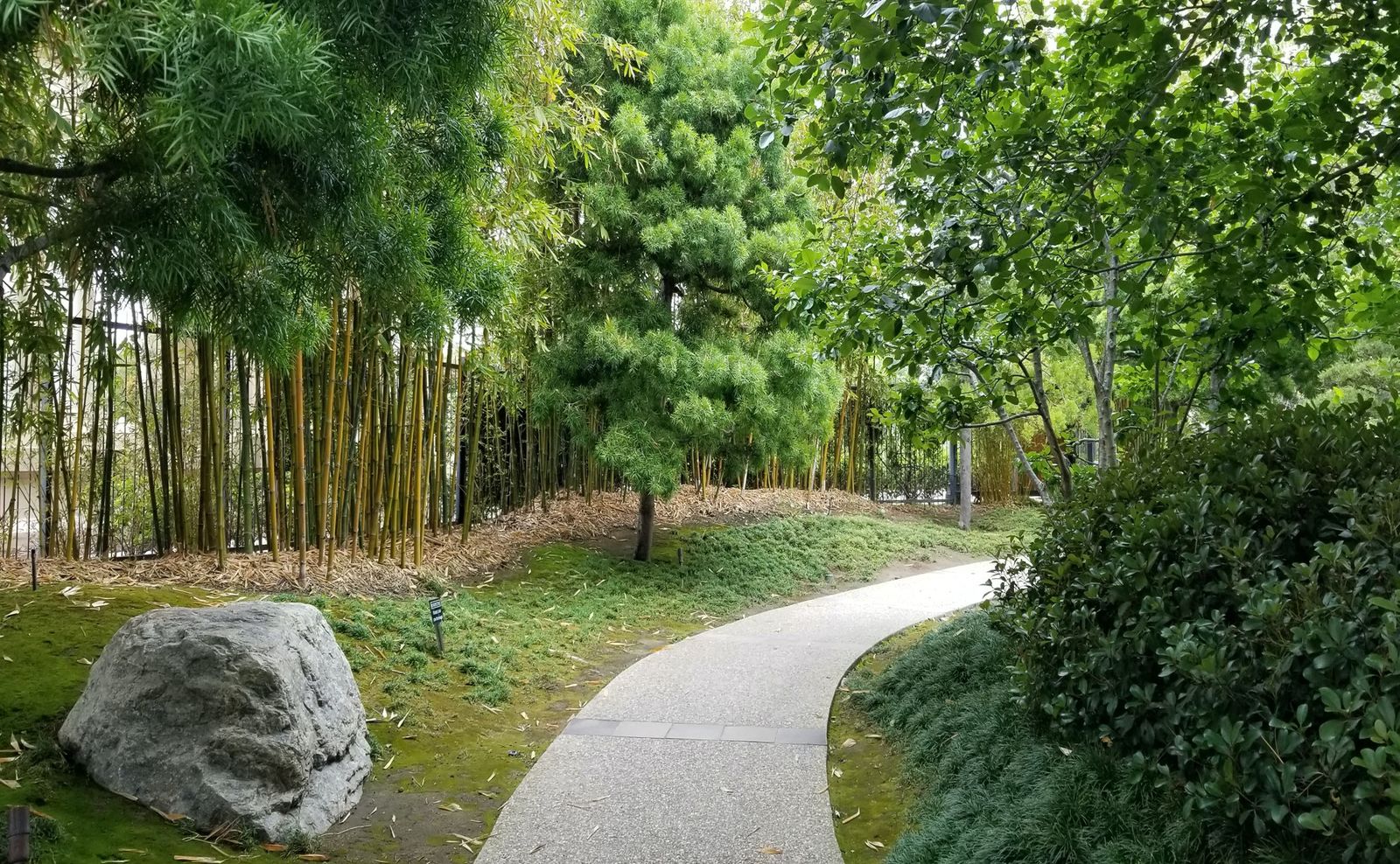 A curving paved path through bamboo and green trees beside a large boulder.