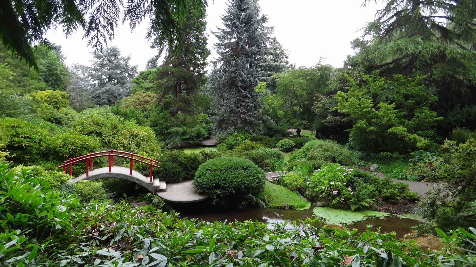 A garden pond with a small red arched bridge, surrounded by evergreens and shrubs.
