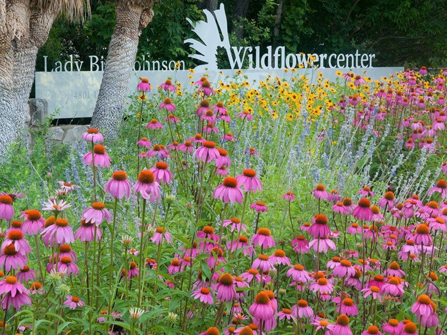 A bed of pink coneflowers and yellow blooms in front of an entrance sign reading Lady Bird Johnson Wildflower Center.