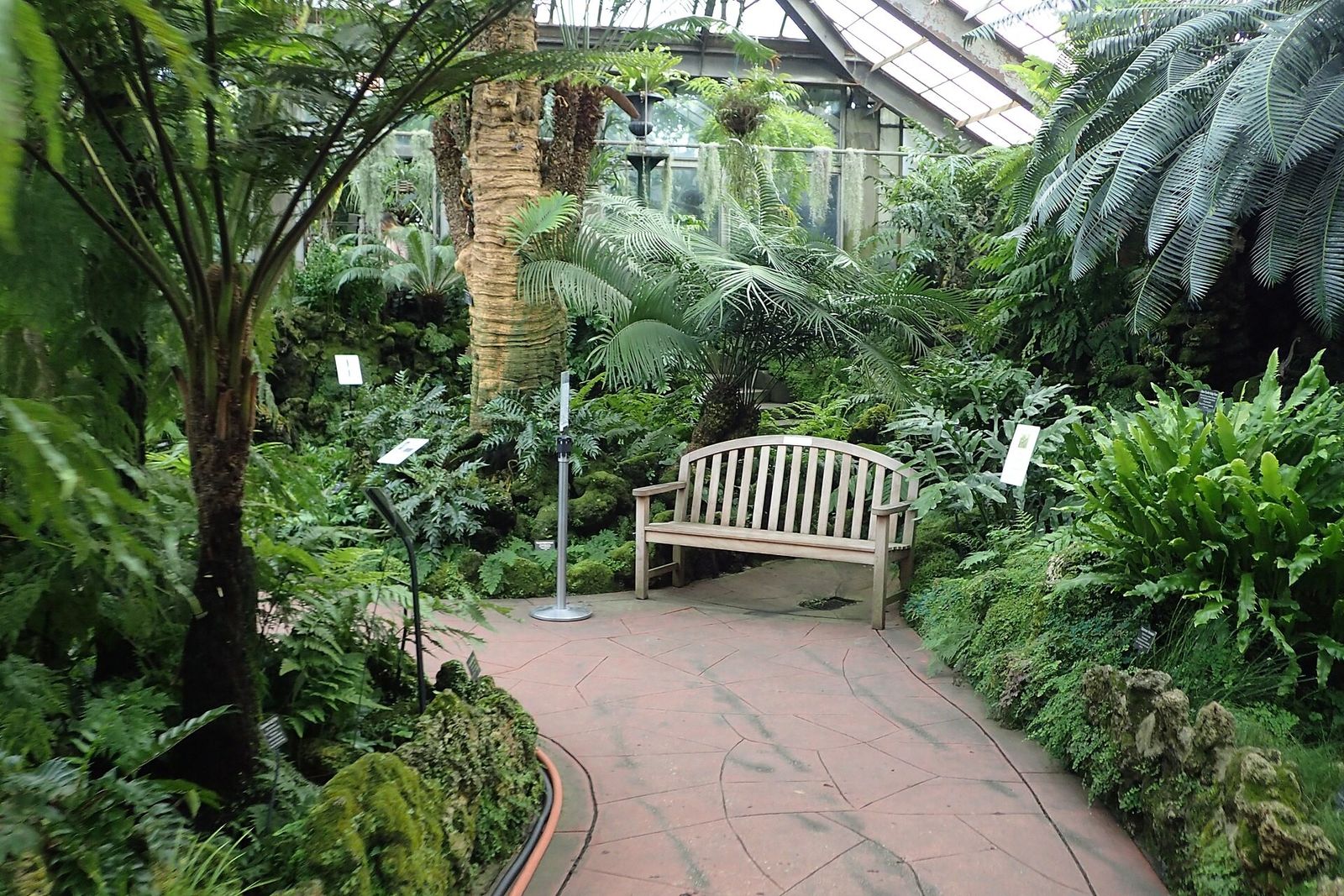 A brick path with a wooden bench winding through tree ferns and palms in a glass conservatory.