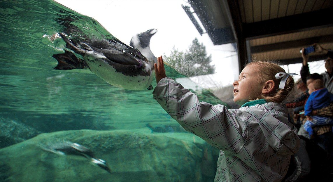 A child pressing a hand to the glass as a penguin swims past in an underwater viewing tank.