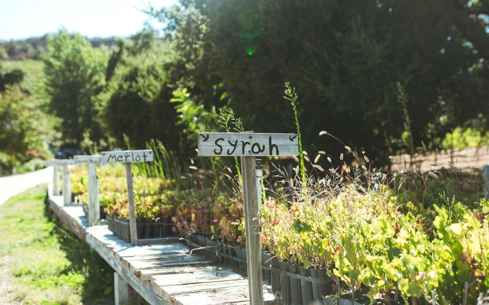 A wooden path beside rows of vines with a hand-lettered Syrah sign.