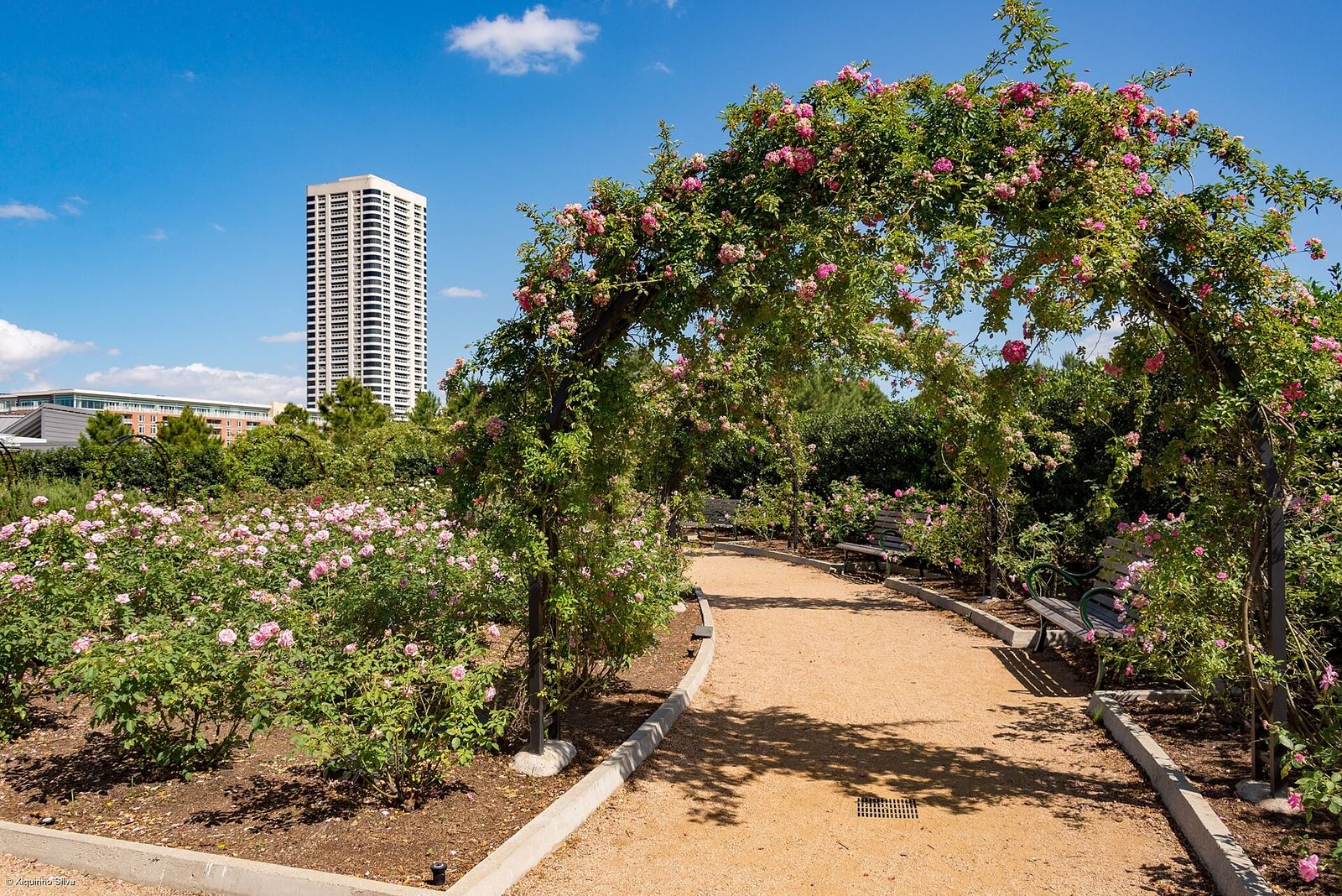 A gravel path under a rose-covered arbor with a high-rise in the background