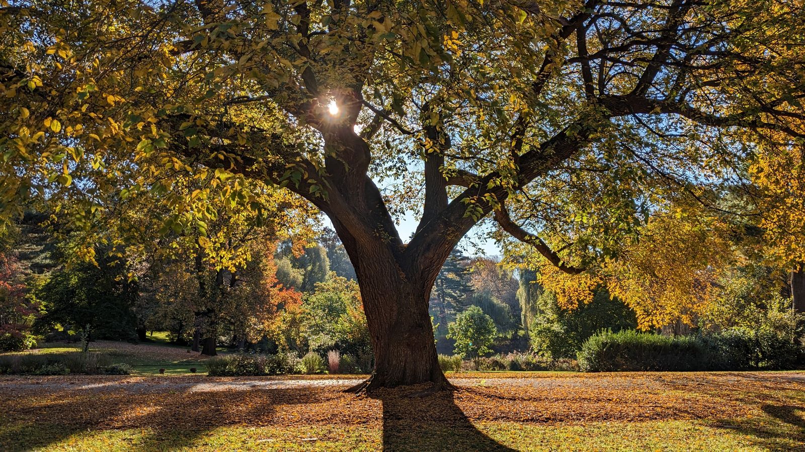 Large tree with autumn leaves lit by low sun, with a grassy path below