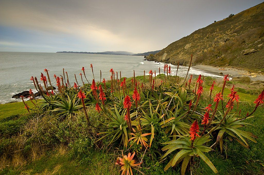 Red aloe flowers in bloom on a green coastal bluff above the ocean