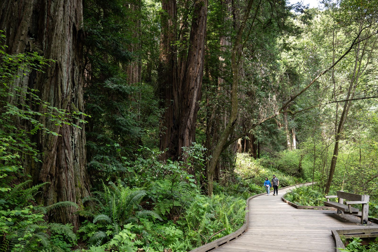 A wooden boardwalk winding through tall redwood trees
