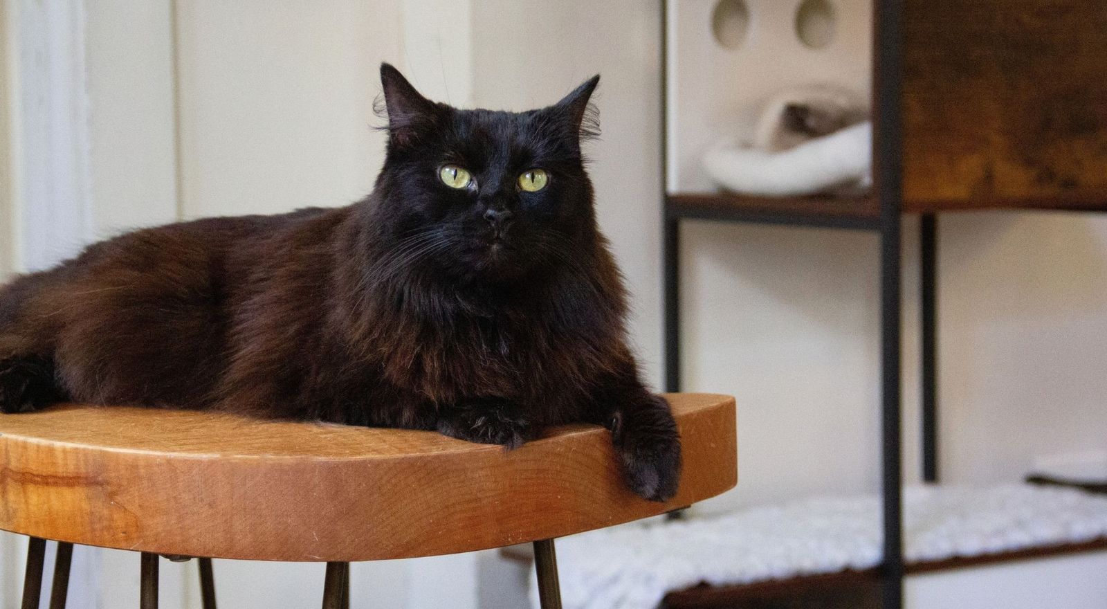 A black long-haired cat lying on a wooden stool beside shelves.