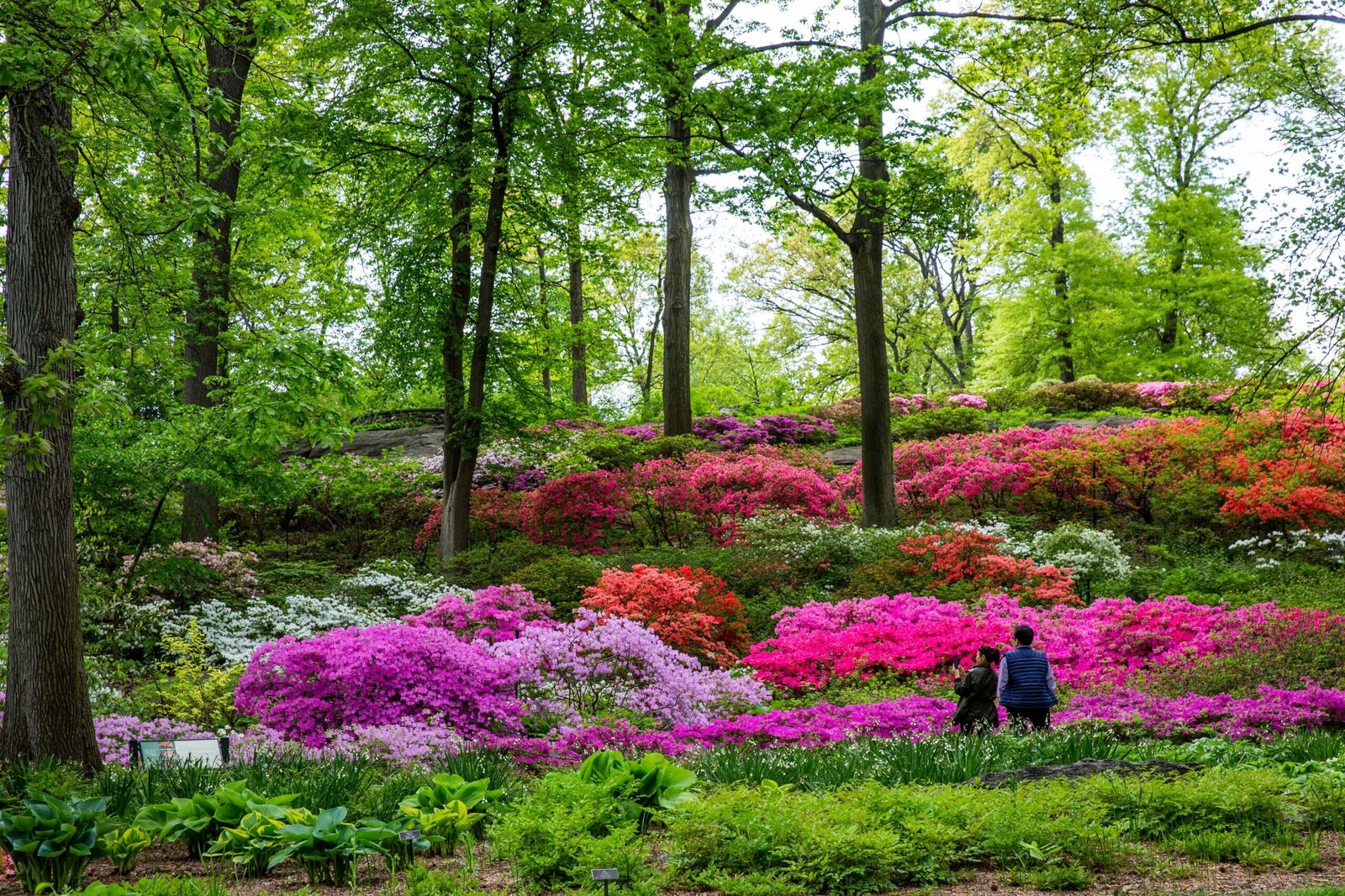 Hillside of pink and magenta azaleas under tall green trees with two visitors seated in the distance