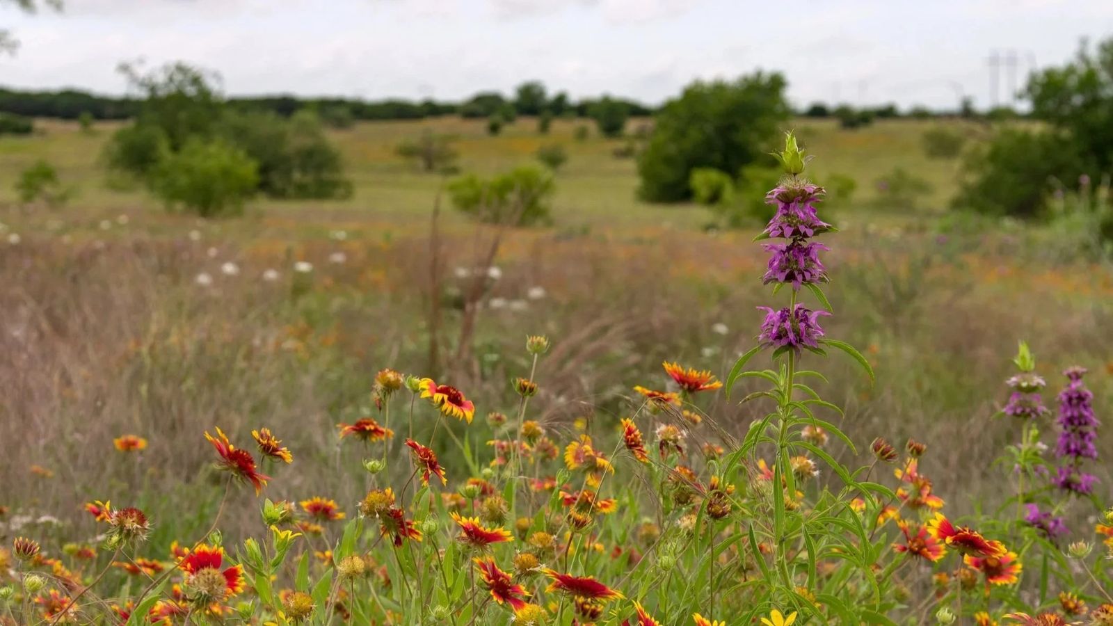 A prairie of wildflowers in red and yellow with a purple bloom, with shrubs and a cloudy sky behind.