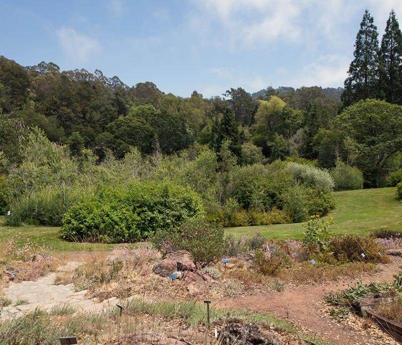A garden of shrubs and a dry stream bed on a lawn below tall conifers under a blue sky.
