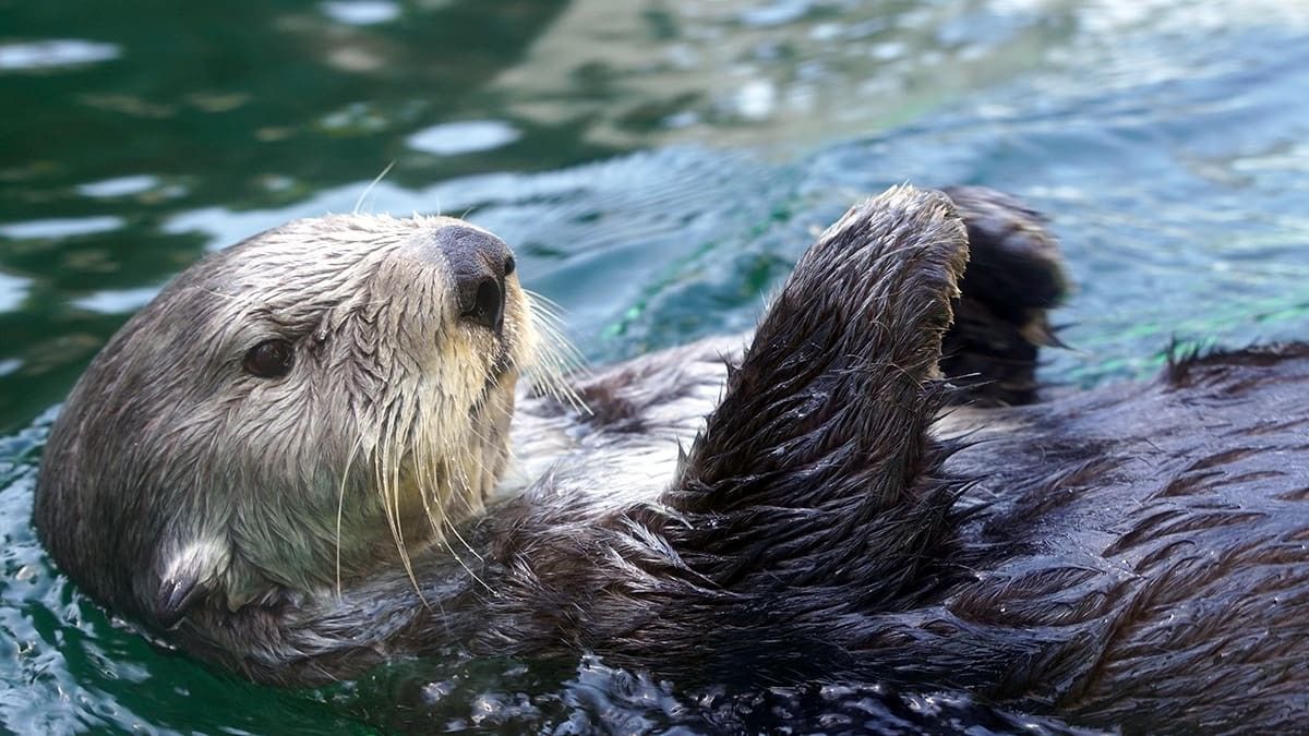 A sea otter floating on its back in the water.