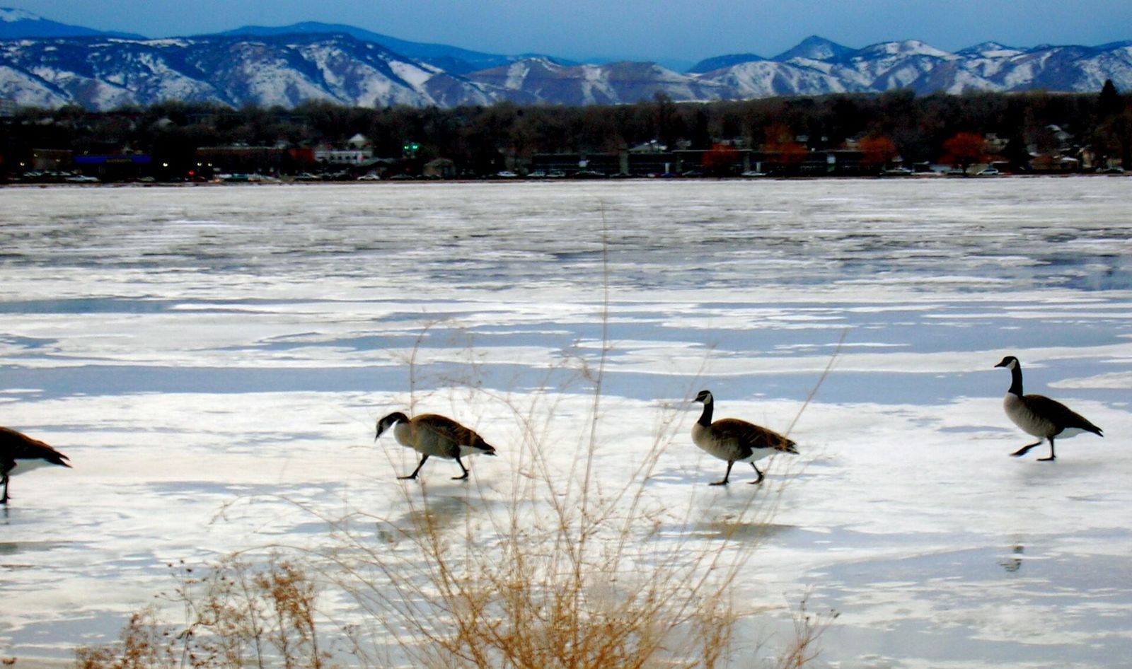 Canada geese walking on a thawing frozen lake with snow-capped mountains and a shoreline in the distance.