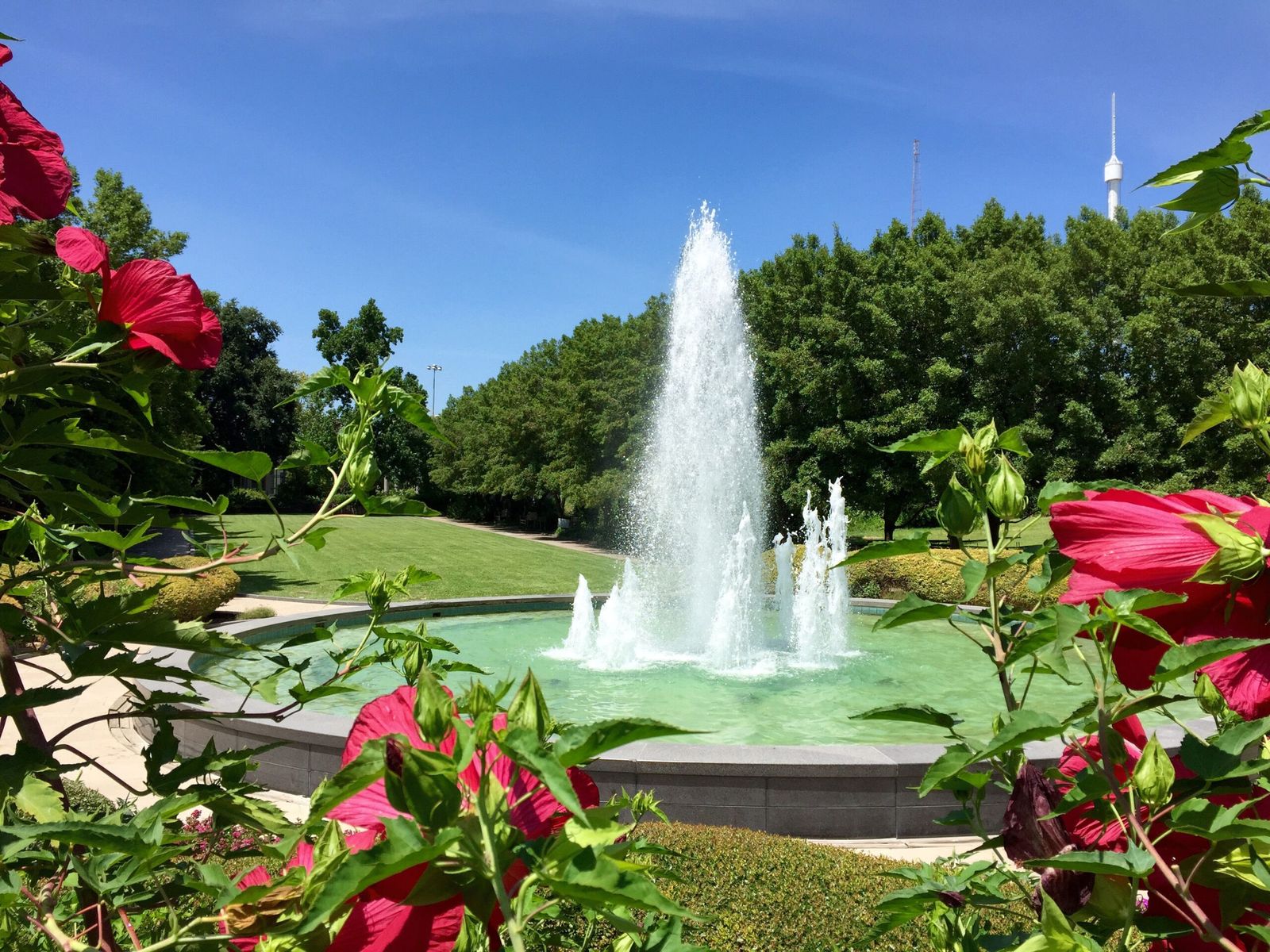 A tall fountain jet in a circular pool with red hibiscus flowers in front and trees behind.
