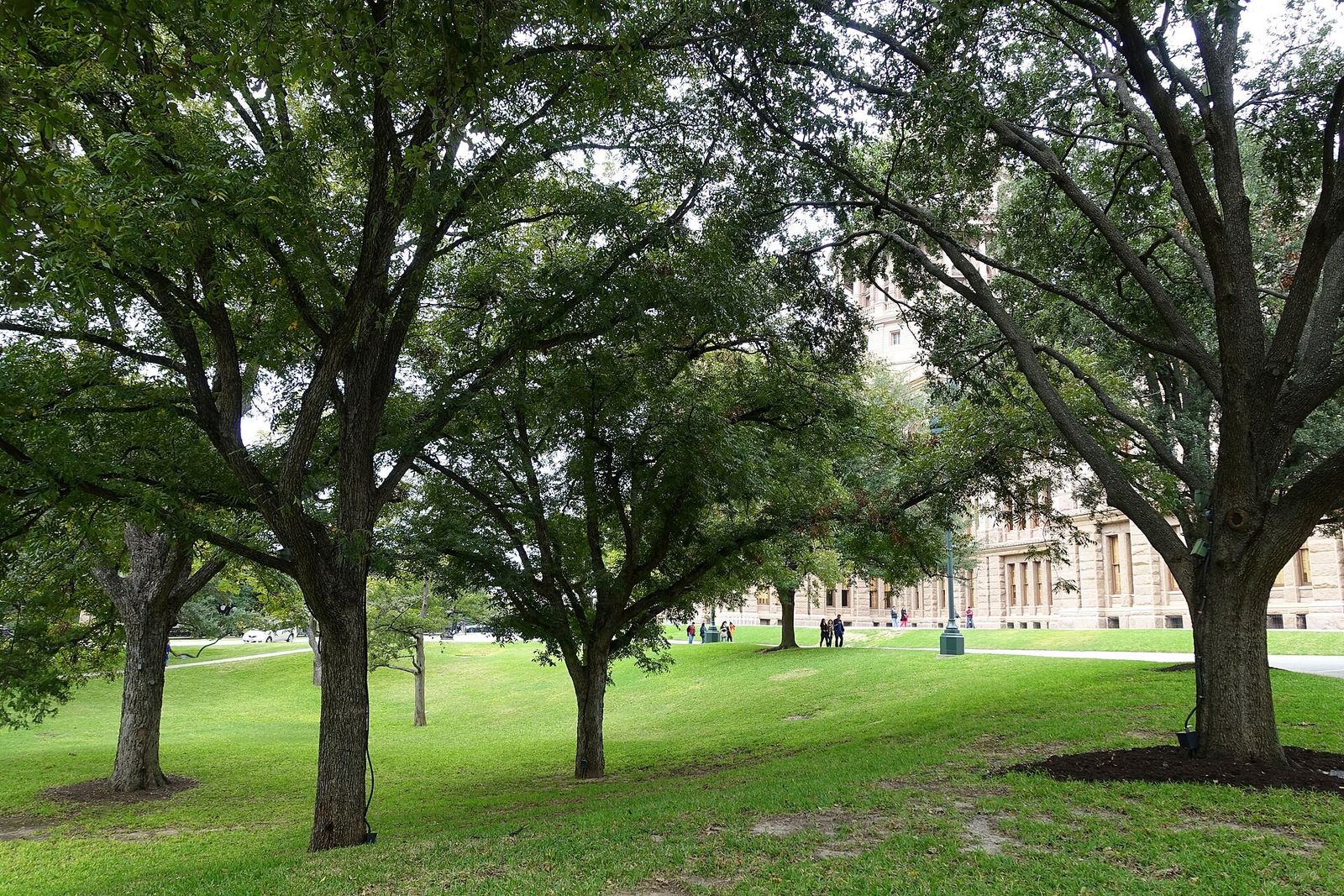 A lawn with large live oak trees and the pink granite capitol visible through the leaves.