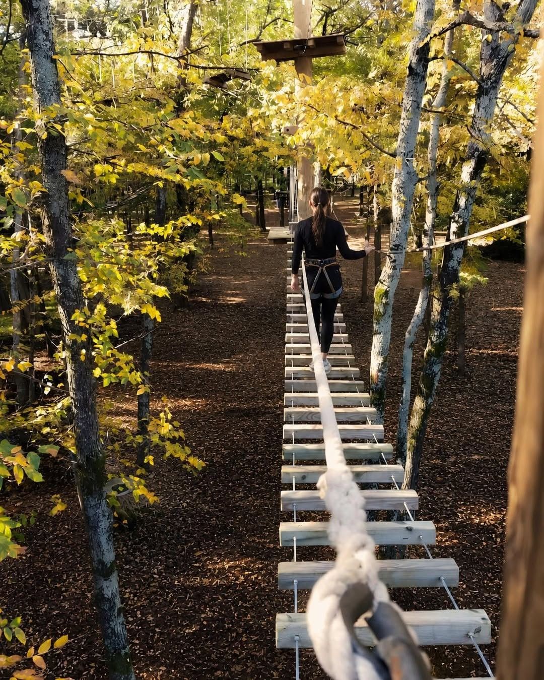 A rope bridge of wooden planks strung between trees in a forest of yellow autumn leaves.