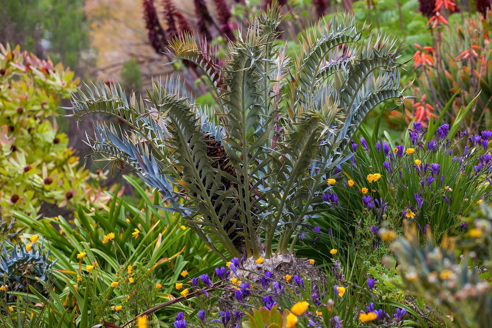 A cycad with spiky blue-gray leaves among blooming yellow and purple flowers in a garden bed.