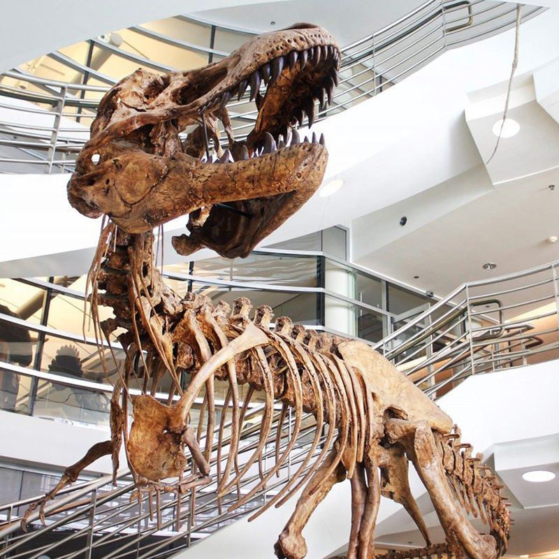 A tyrannosaur skeleton with an open jaw displayed in a museum atrium with a spiral stair behind.