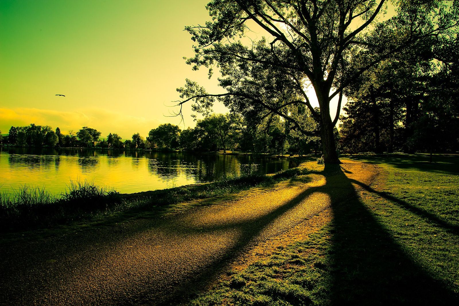 A lakeshore path at golden hour with a large tree casting long shadows across the grass and water.