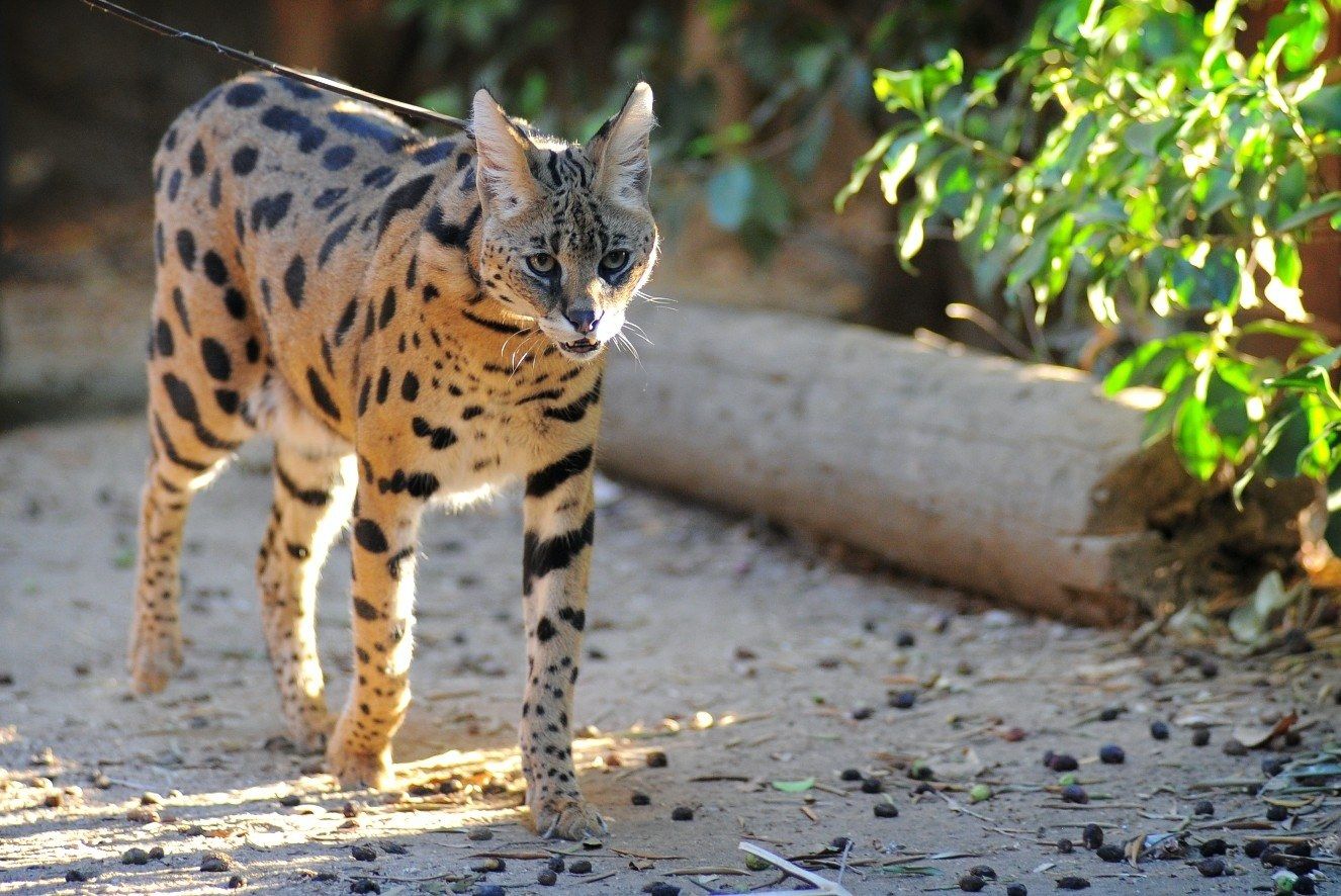 A spotted serval standing on sandy ground beside a log and green plants.